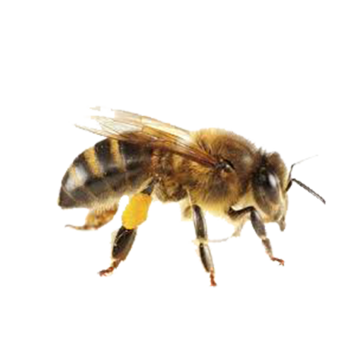 Dedetização de abelhas